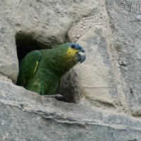 Orange Winged Amazonian Parrot
